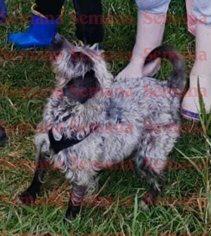 Esta es la mascota de Pedro José Gallego, vigía ambiental muerto en el Alto de la Línea, en el Quindío. El animal nunca lo abandonó.