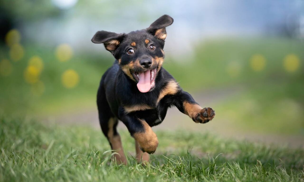 Personalidad de un perro.