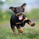 Personalidad de un perro.