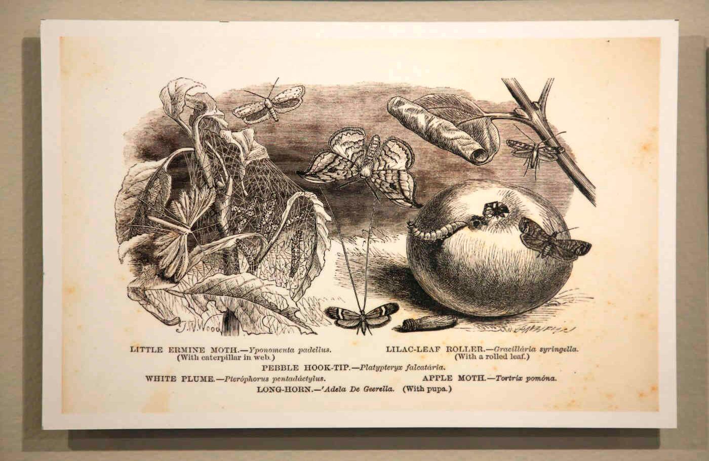 Esta ilustración de John George Wood hace parte de un libro sobre historia natural.