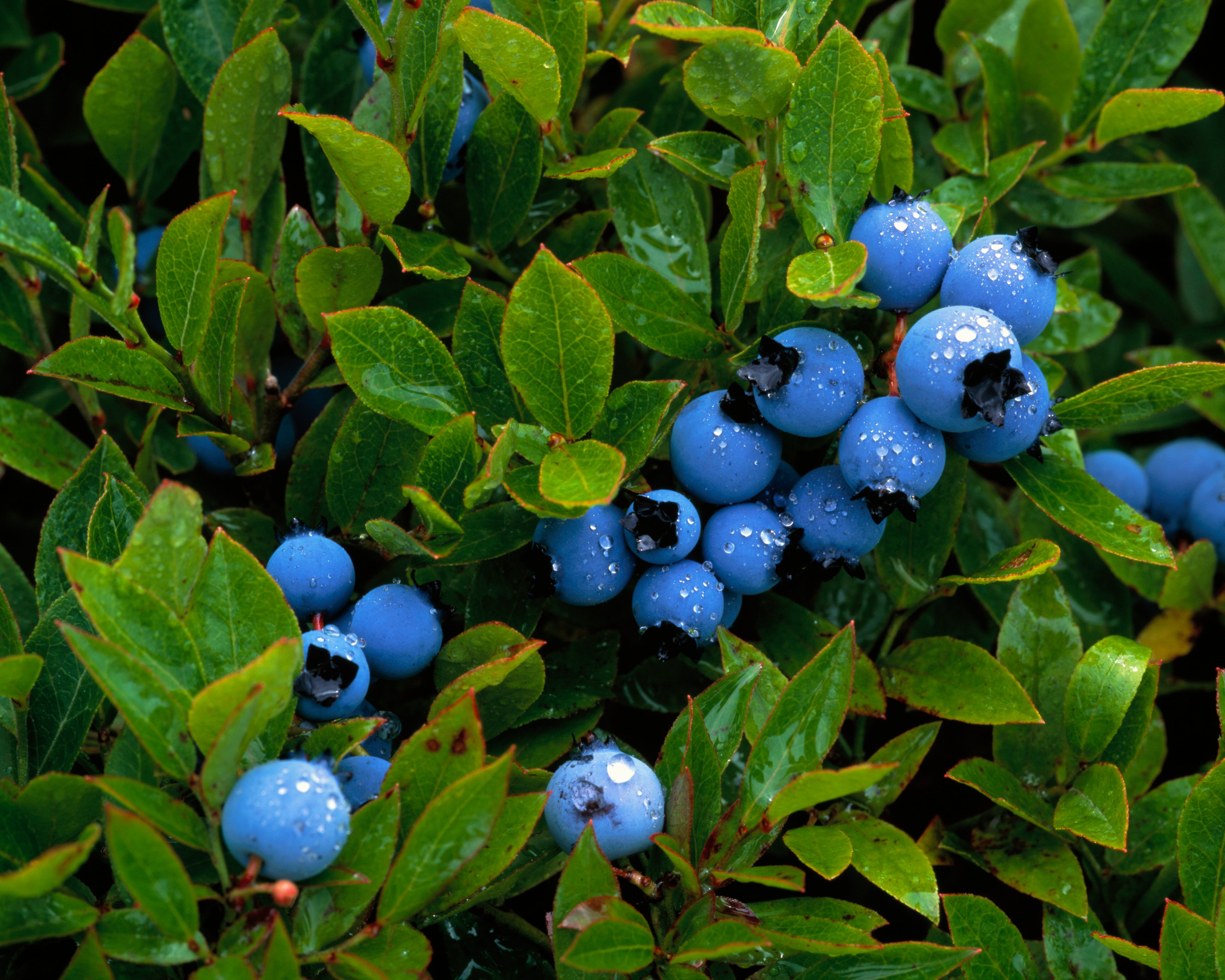 Las hojas de arándanos también tienen nutrientes.