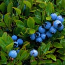 Las hojas de arándanos también tienen nutrientes.