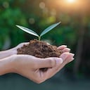 World environment day concept. Earth Day In the hands of trees growing seedlings. Women hands holding big tree over blurred abstract beautiful green nature background