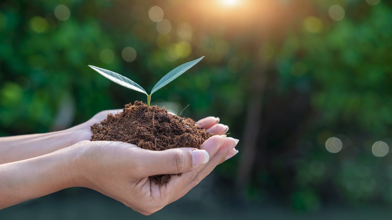 World environment day concept. Earth Day In the hands of trees growing seedlings. Women hands holding big tree over blurred abstract beautiful green nature background