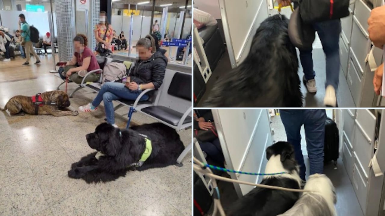 En las redes sociales quedó registrado el momento en el que 25 perros viajaron en una cabina de avión