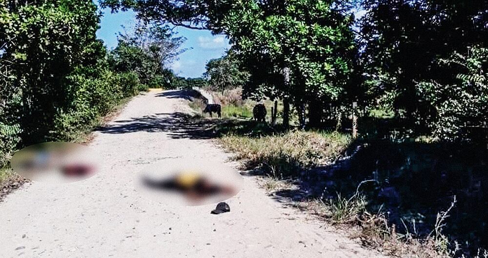 Los líderes asesinados, en su mayoría, denunciaron la presencia de grupos armados en sus territorios. 