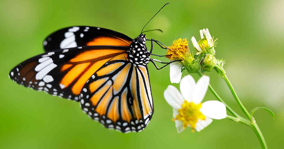 La mariposa monarca, una especie sin futuro