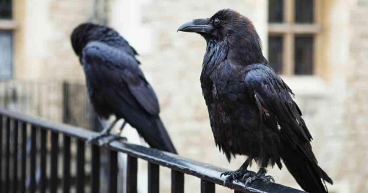Cuervos Torre de Londres