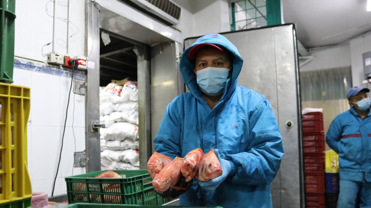 La producción nacional para la temporada tiene oferta variada y de calidad.