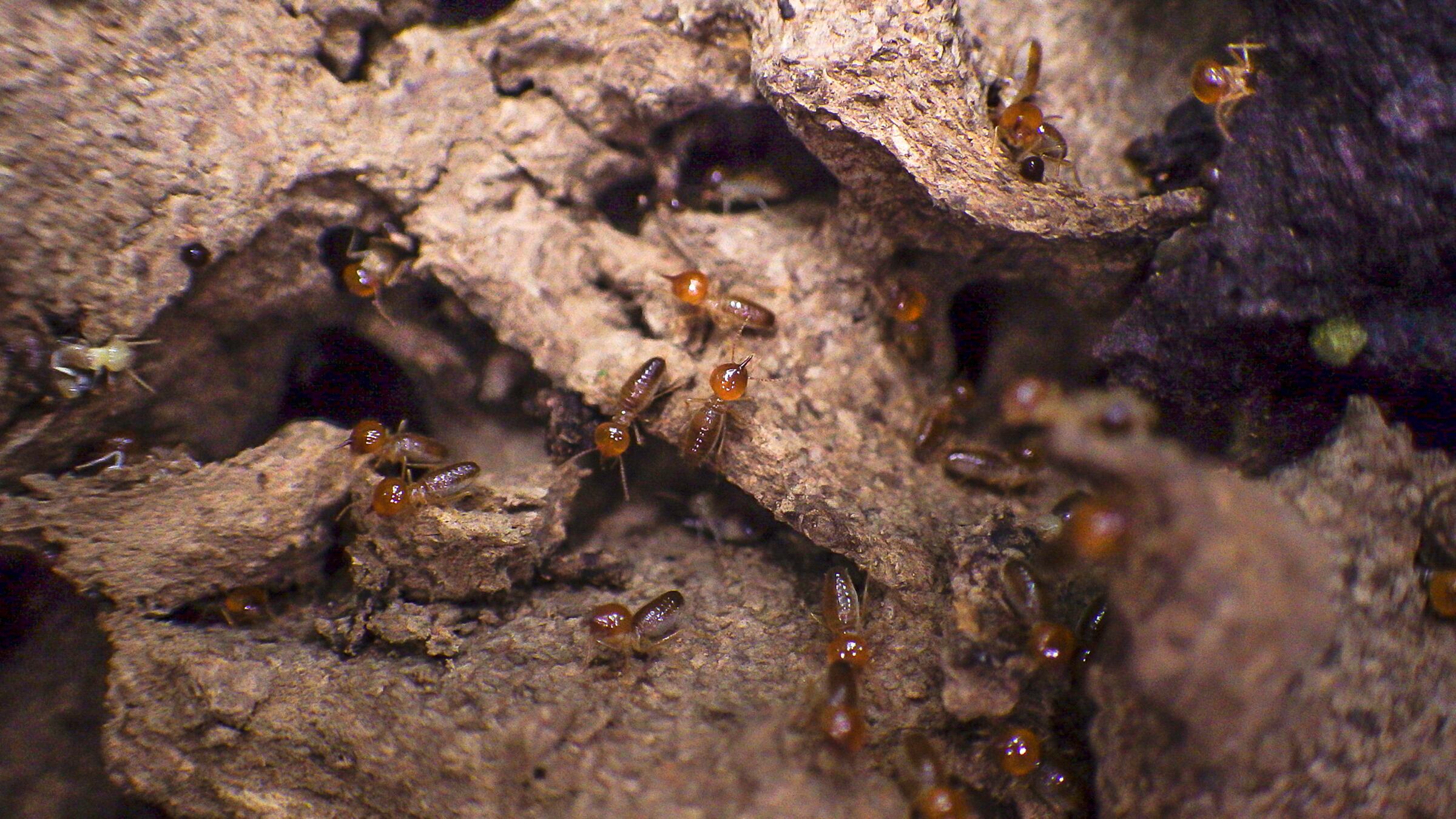 En los últimos 3 años, el Instituto ha descubierto para la ciencia tres nuevas especies de termitas.