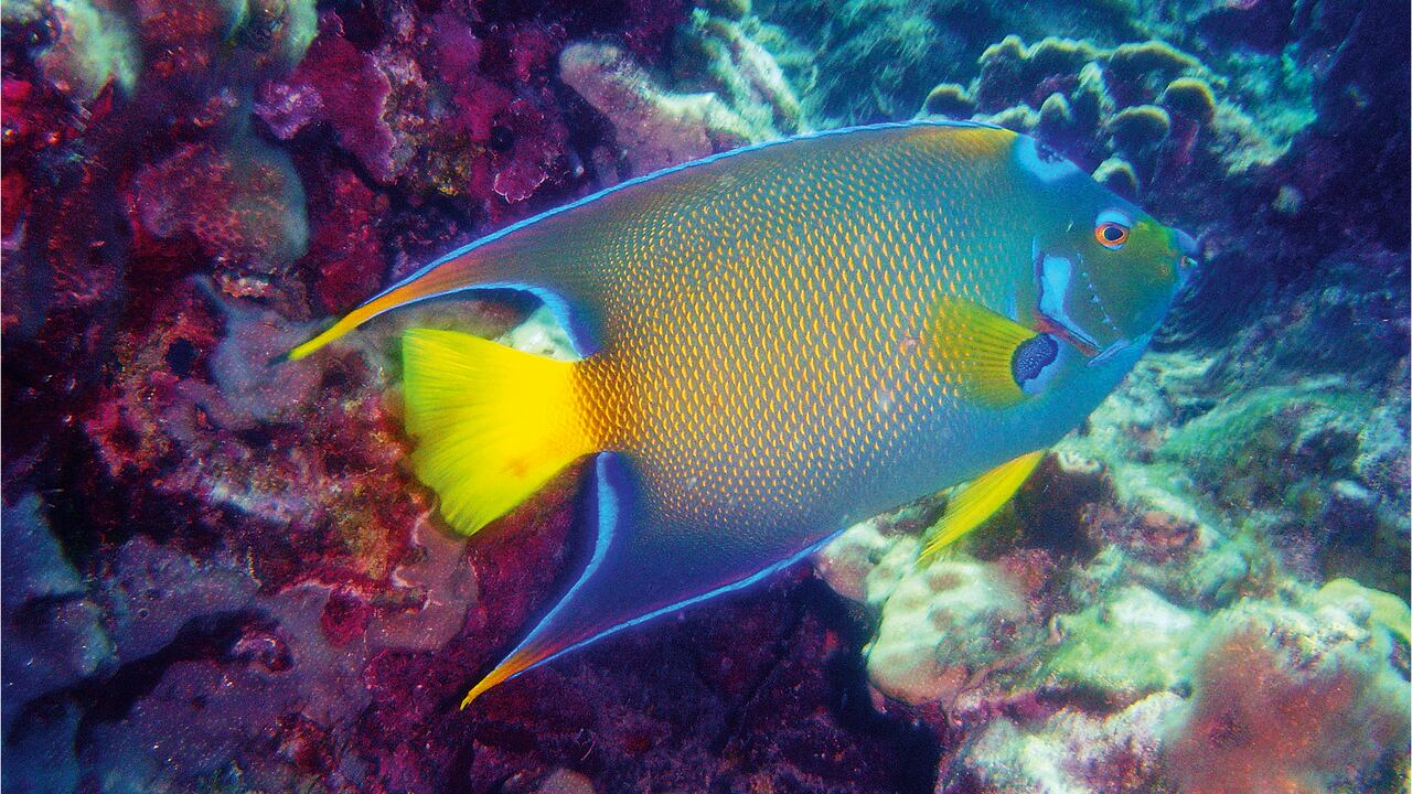 NO USAR, USO EXCLUSIVO MEJOR COLOMBIA, Especial Mejor Colombia, Turistas Providencia