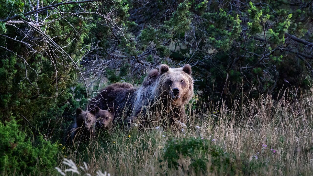 Oso Marsicano, una especie típica del centro de Italia. El análisis de ADN servirá para identificar el tipo de oso que cometió el ataque y que muchos piden sacrificar.