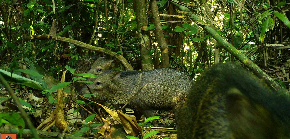 Reserva Natural de la Sociedad Civil 02 Reserve