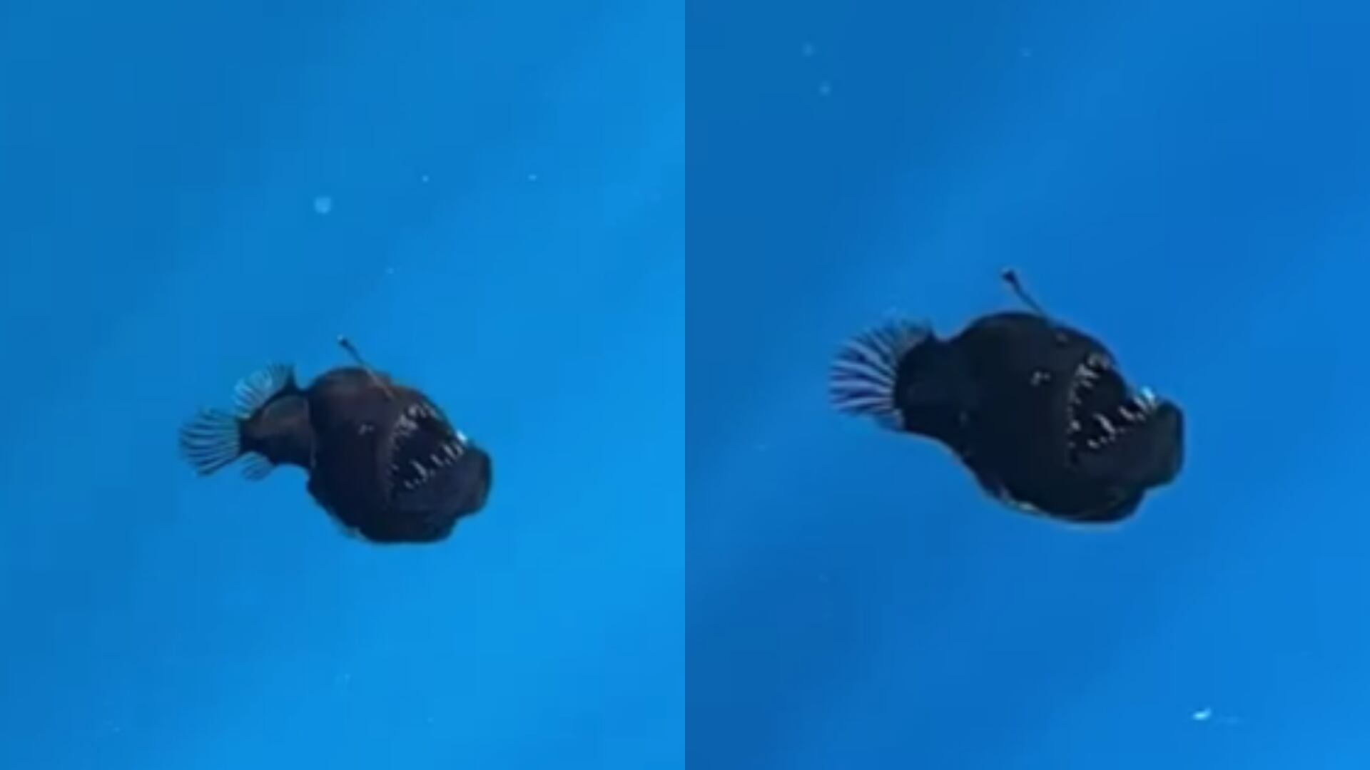 Hallazgo del pez 'diablo negro'.