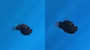 Hallazgo del pez 'diablo negro'.