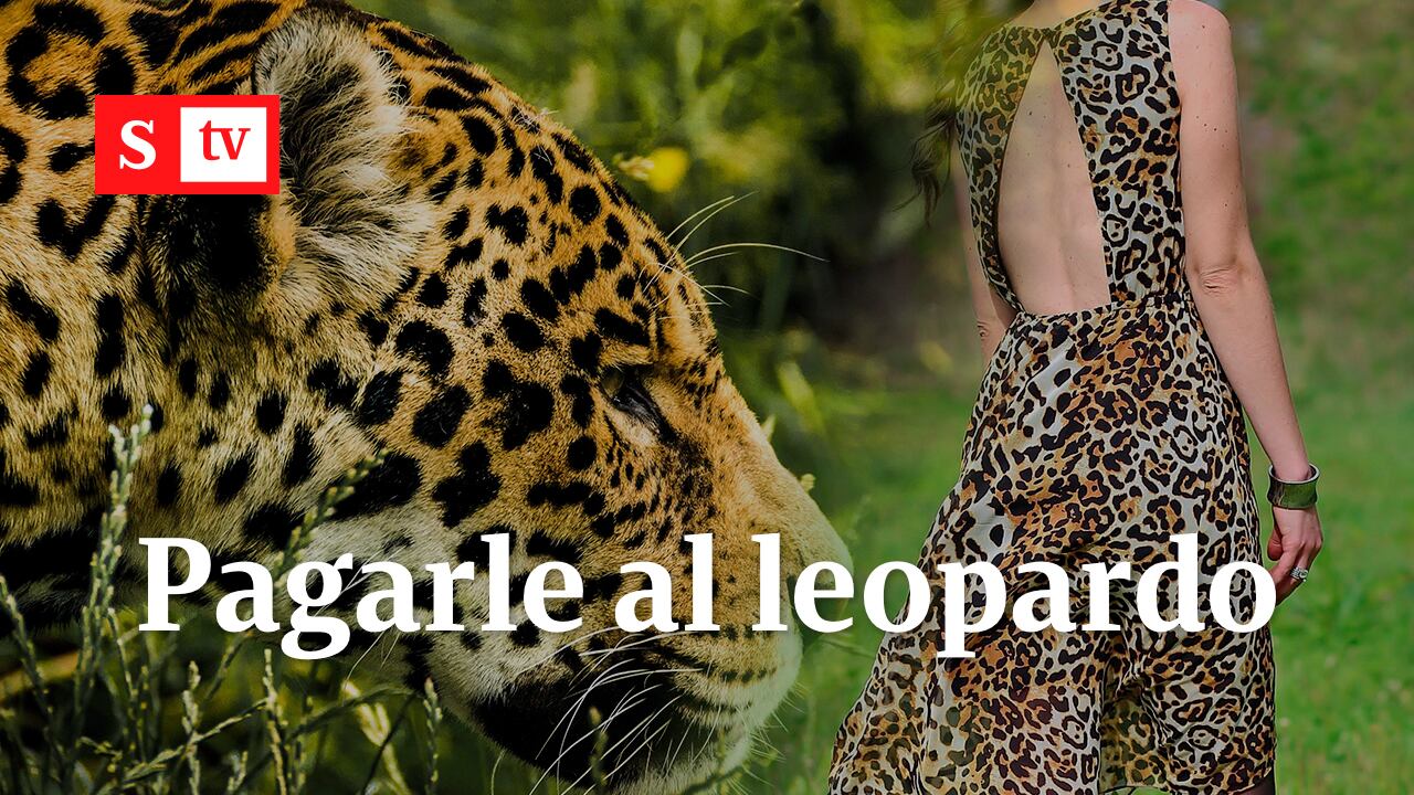 MINI LEOPARDO