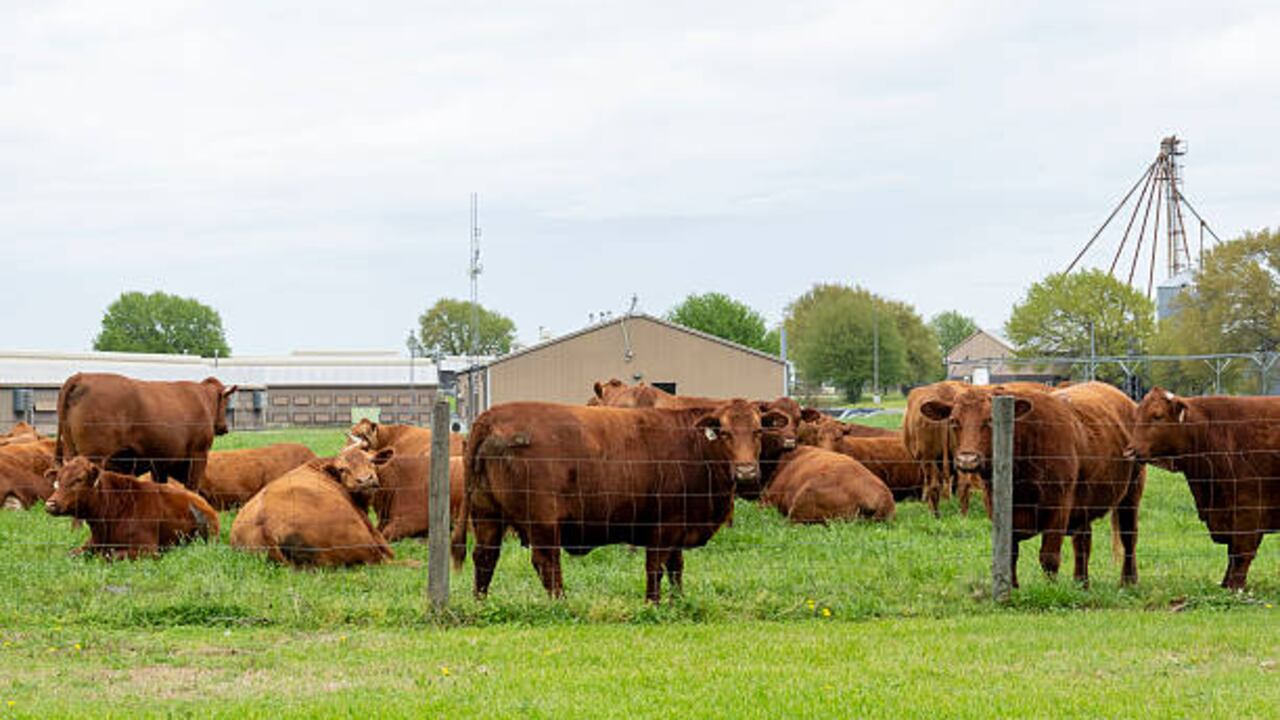 El ganado vacuno es propenso a infestarse de larvas y parásitos, lo que afecta la calidad de la carne.