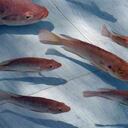 33% de la tilapia es colágeno utilizable para alimentos o para la industria cosmética.