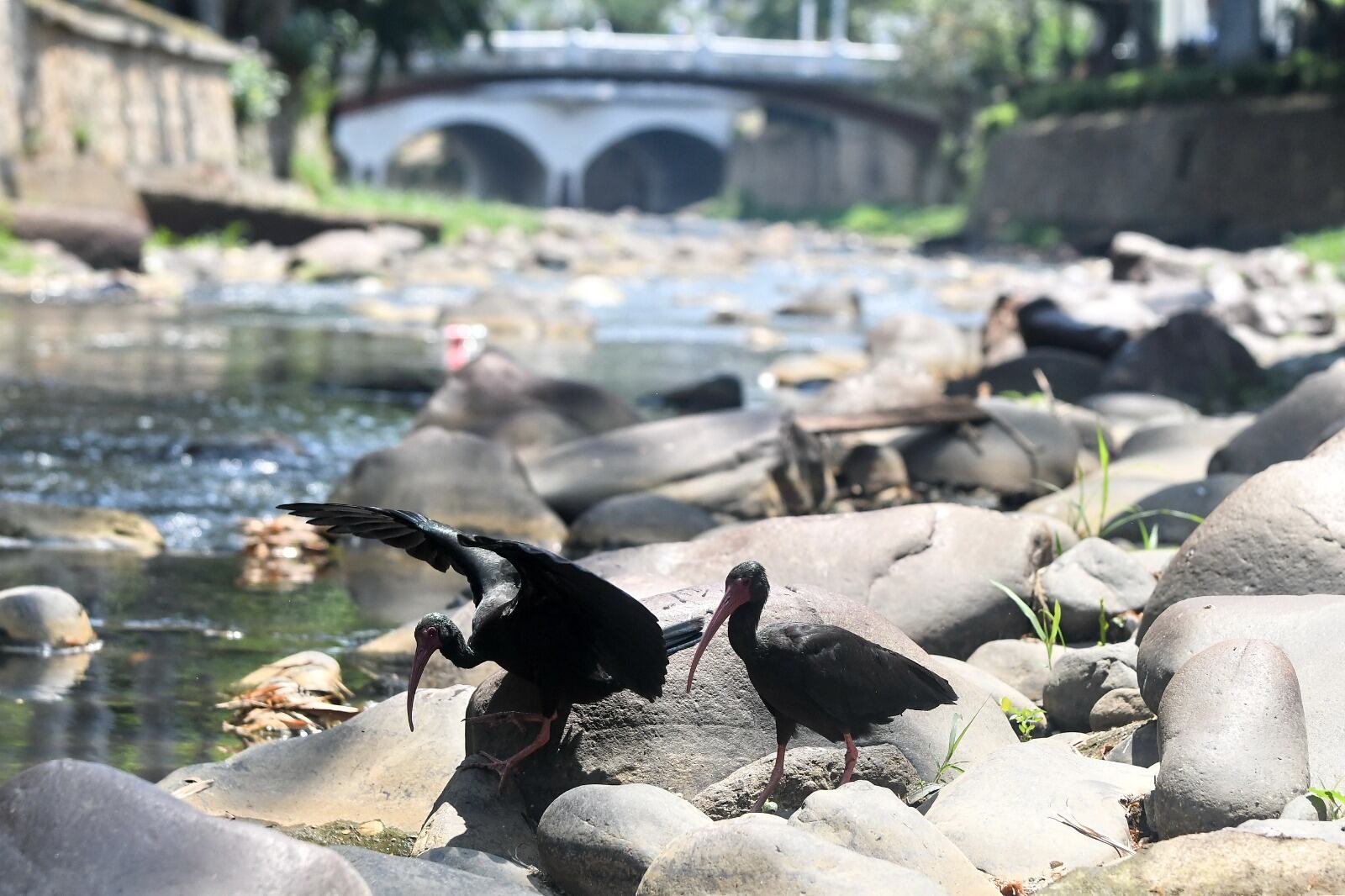 Situación del río Cali por la ola de calor. Foto: José Luis Guzmán.
