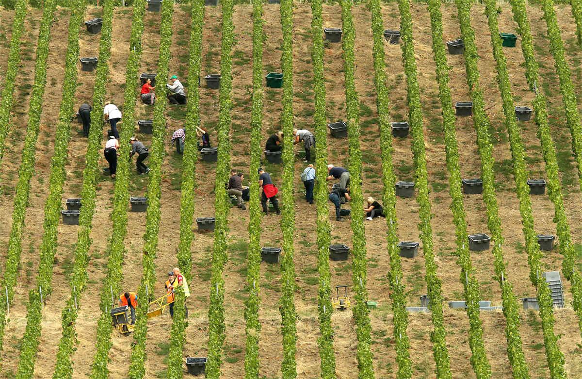 La gente trabaja durante la cosecha en los viñedos de Ay, la región del champán francés del noreste, el 11 de septiembre de 2019. (Foto de FRANCOIS NASCIMBENI / AFP)