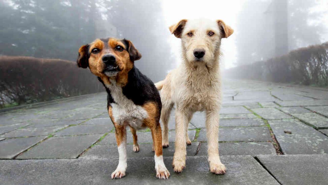 Si rescatas a un perro, permite que se ajuste a su nueva vida y que entienda que el cambio es positivo.