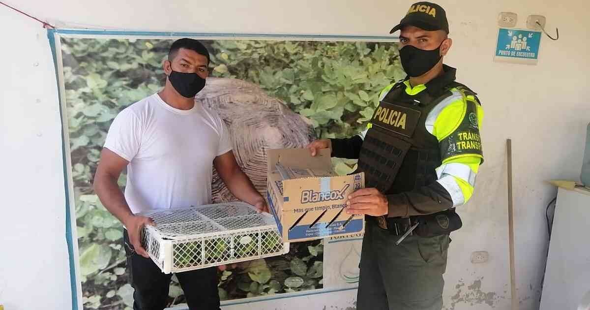 Pericos incautados en Cesar