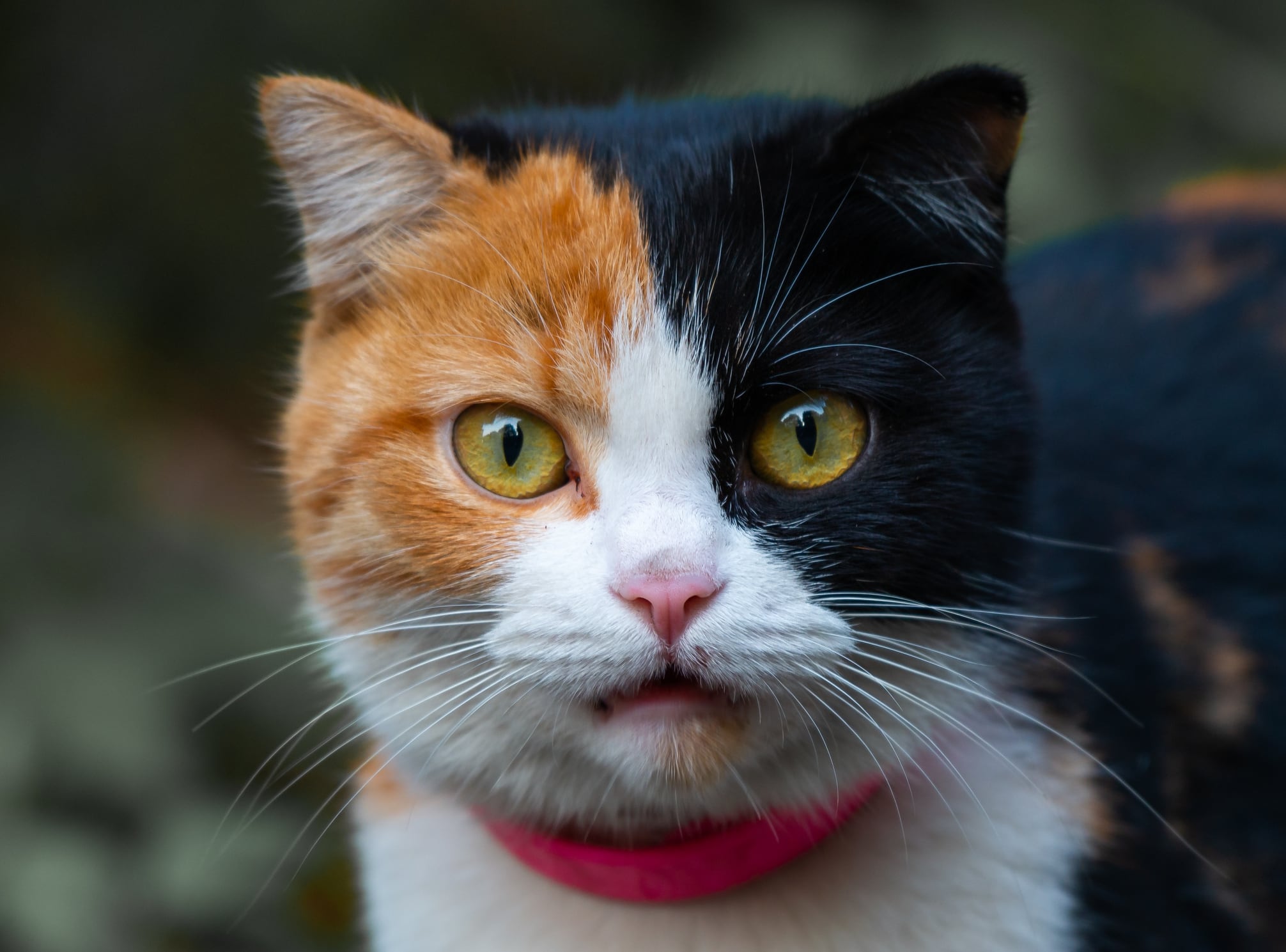 ¿Por qué se da el quimerismo en los gatos?