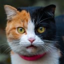¿Por qué se da el quimerismo en los gatos?