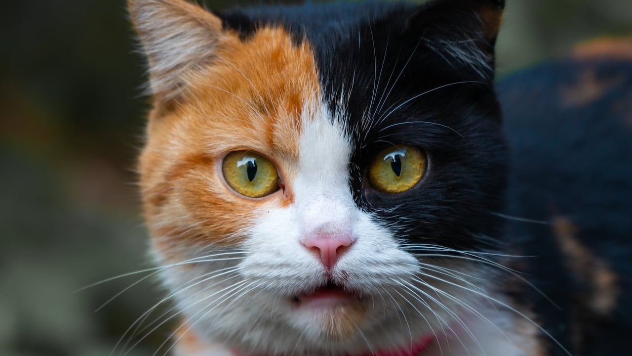 ¿Por qué se da el quimerismo en los gatos?
