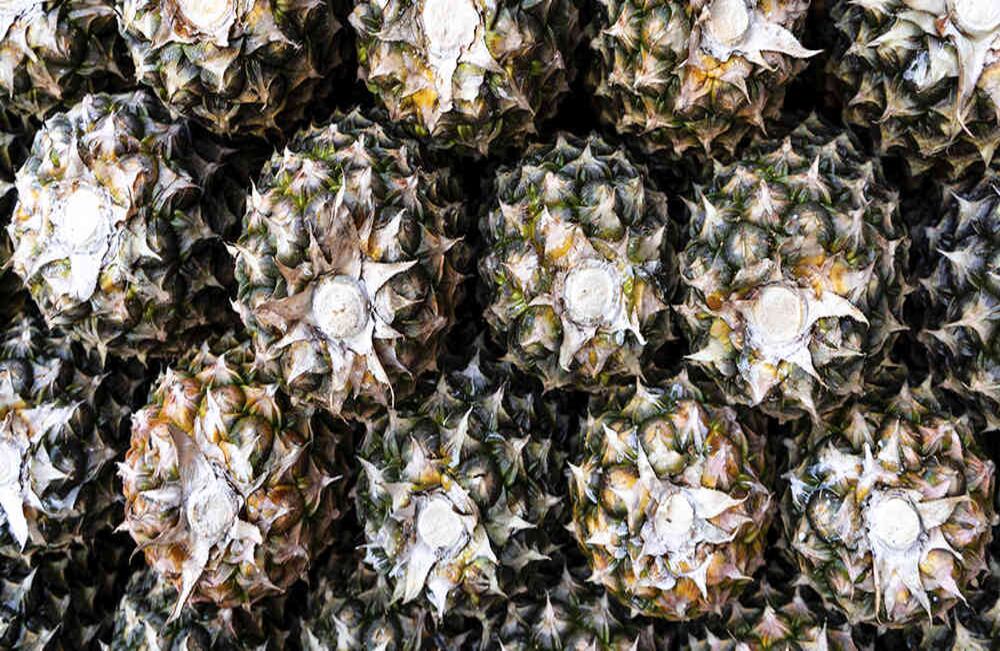 La piña mayanés se empezó a cultivar en el Guaviare, pero solo hasta que se sembró en Paratebueno empezó a dar buenos frutos. Foto: Pablo David Gutiérrez 