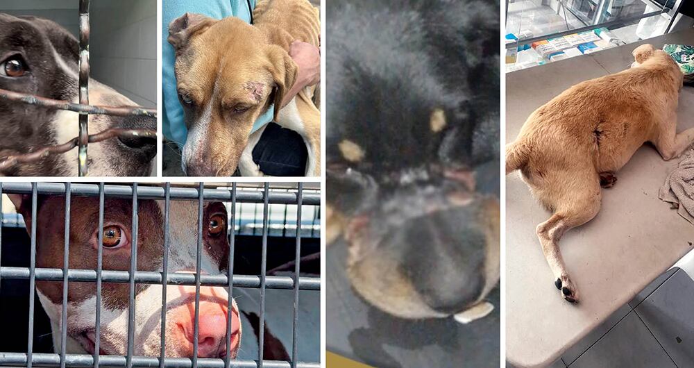 Los perros llegan para ser tratados a la Unidad de Cuidado Animal.