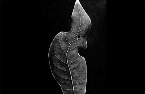 Fang Qianhua, China, Nangfang Dushi Daily/Southern Metropolis Daily. Una planta en peligro de extinción en de  Wanzhou ciudad jardín santuario, China. 