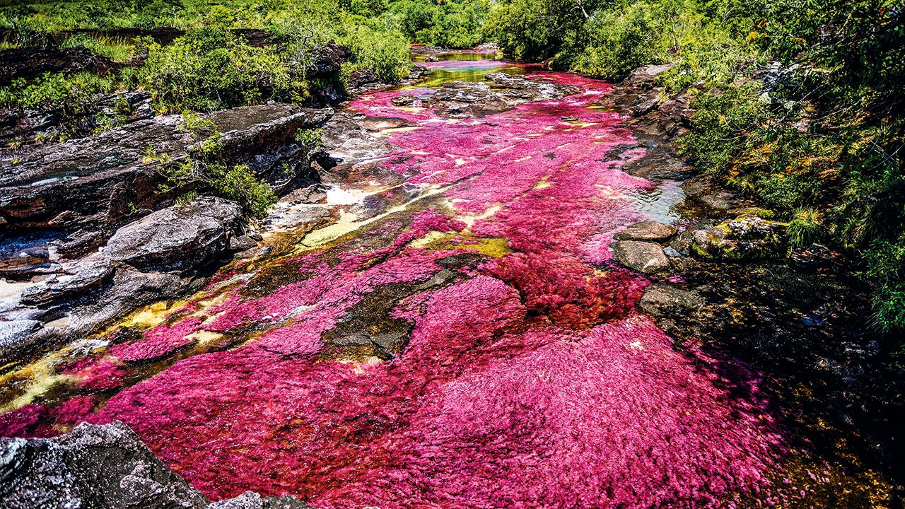 Caño Cristales es uno de los ríos más lindos del mundo. Foto: Óscar Medina - Instituto de Turismo del Meta 