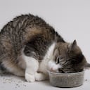 Veterinarios lanzan alerta por ingrediente en comida para gatos que podría afectar su salud.