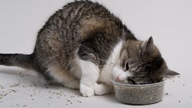 Veterinarios lanzan alerta por ingrediente en comida para gatos que podría afectar su salud.