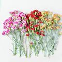 A los claveles se les considera como "las flores de Dios".