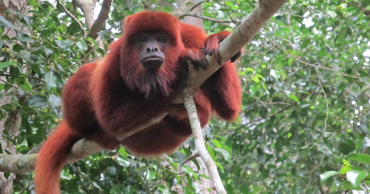 Mono aullador en Serranía de Peñas Blancas en Huila