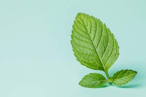 Hoja de hierbabuena.