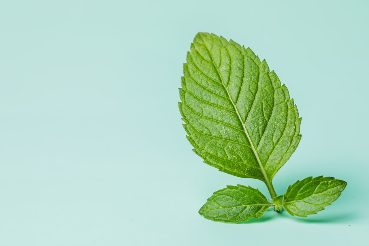 Hoja de hierbabuena.