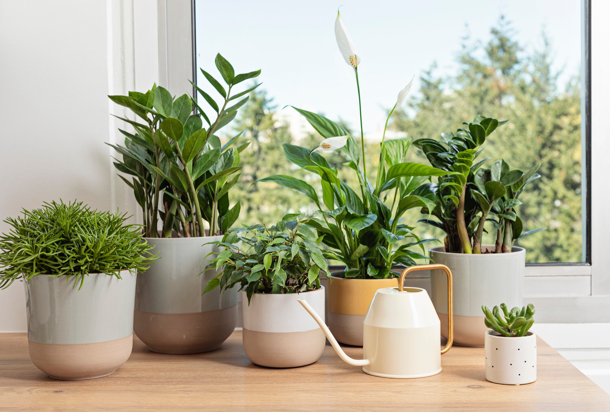 Plantas de interiores