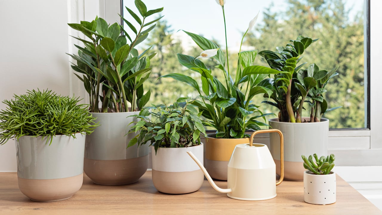 Hay plantas que ofrecen propiedades energéticas relacionadas con la atracción de riqueza.