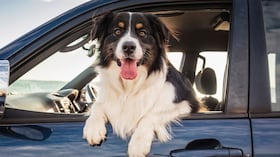 Eliminar rasguños de perro en el carro.