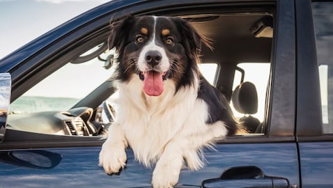 Eliminar rasguños de perro en el carro.