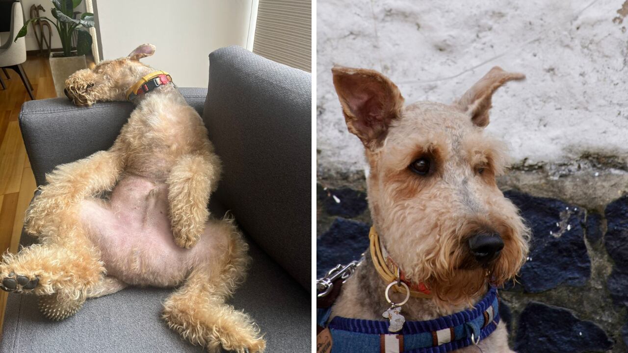 Reportan perro desaparecido en Bogotá. Responde al nombre de Homero y padece dura condición de salud en su piel.