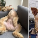 Reportan perro desaparecido en Bogotá. Responde al nombre de Homero y padece dura condición de salud en su piel.