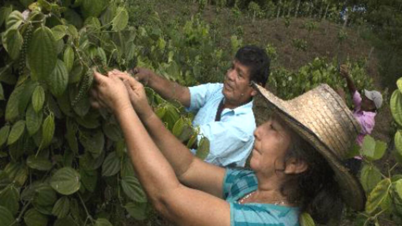Los pequeños productores cambian sus decisiones de producción para minimizar los costos del conflicto armado.