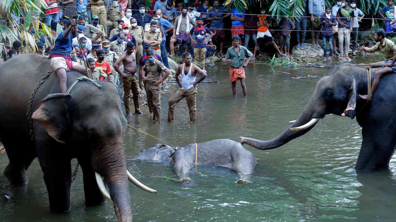 Los lugareños hicieron todo lo posible para salvarles vida tanto a la madre como a su cría. Foto: STR / AFP