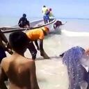 Más de 10 personas intervinieron en el rescate de tiburón ballena a orillas del mar en Manaure, La Guajira. Foto: Tomada de video Corpoguajira - Colombia hoy.