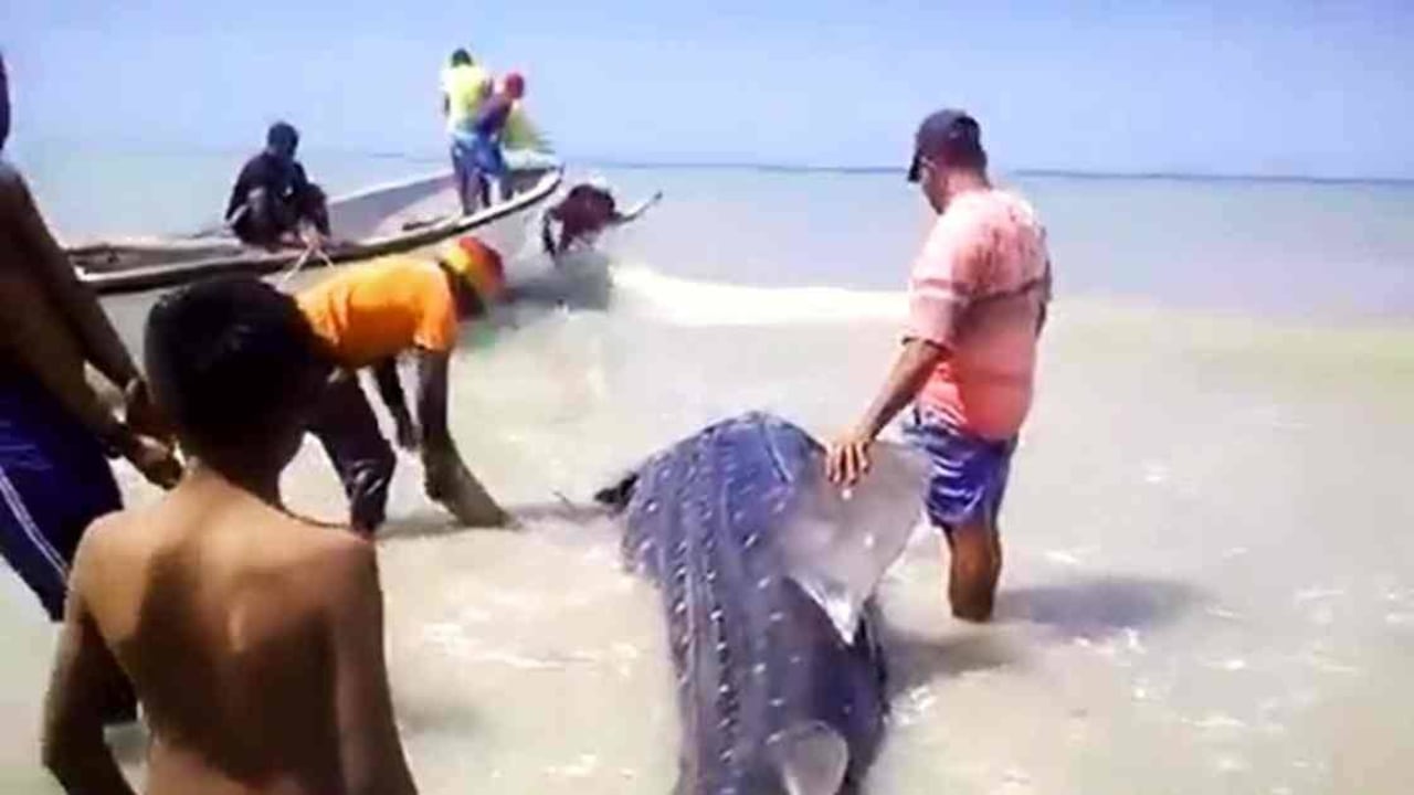 Más de 10 personas intervinieron en el rescate de tiburón ballena a orillas del mar en Manaure, La Guajira. Foto: Tomada de video Corpoguajira - Colombia hoy.