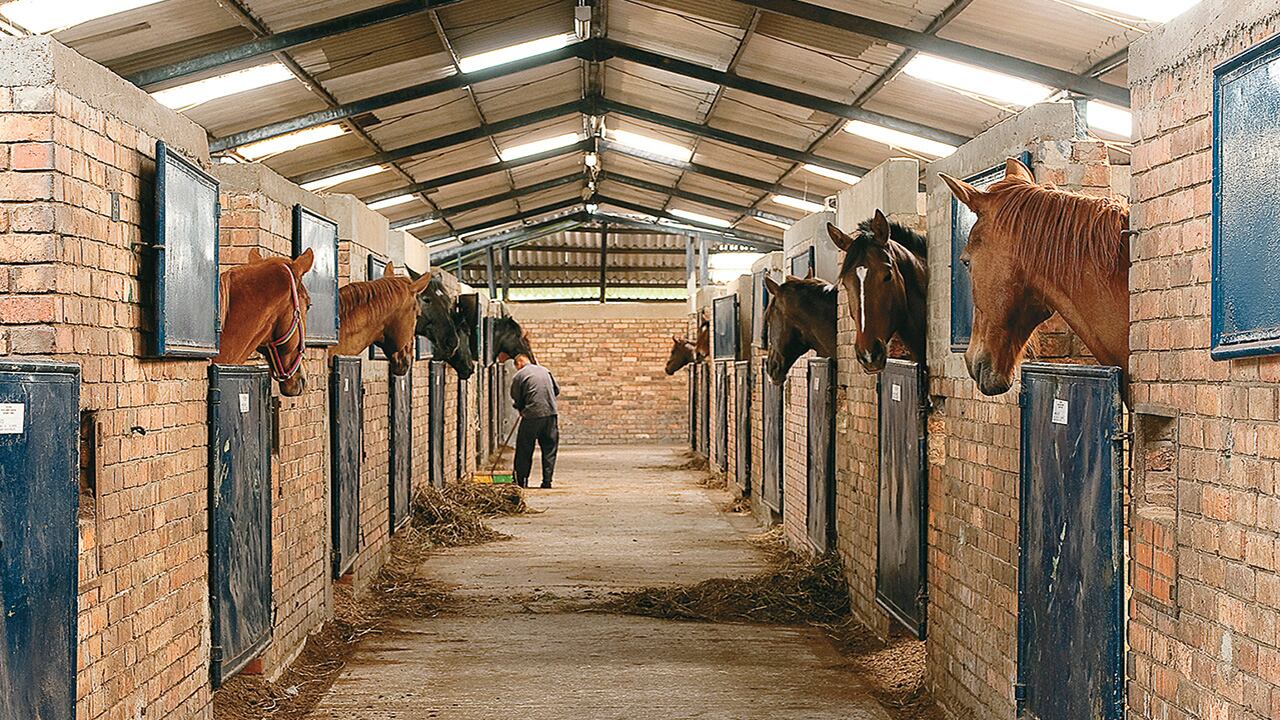 Un total de 120 caballos de paso fino exporta Colombia cada año. 